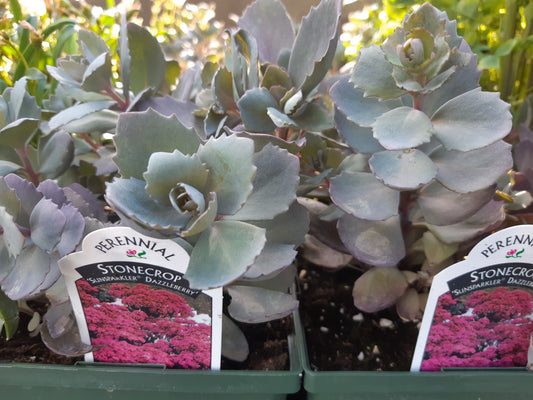 1 Gal Sedum/Stonecrop