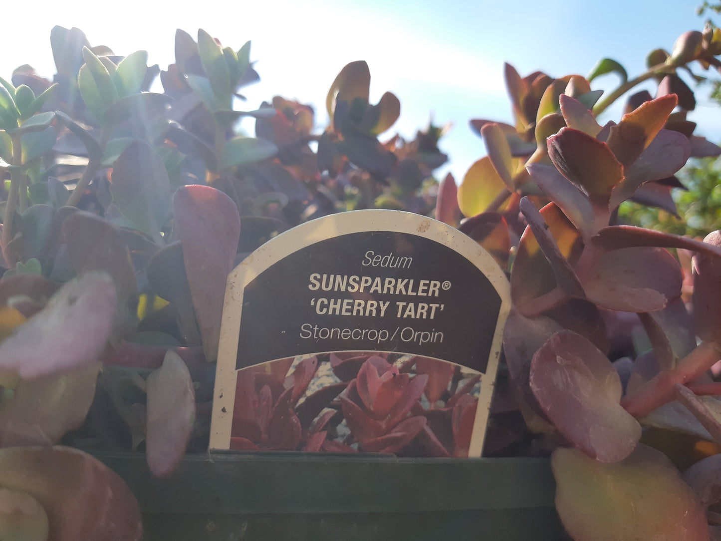 1 Gal Sedum/Stonecrop