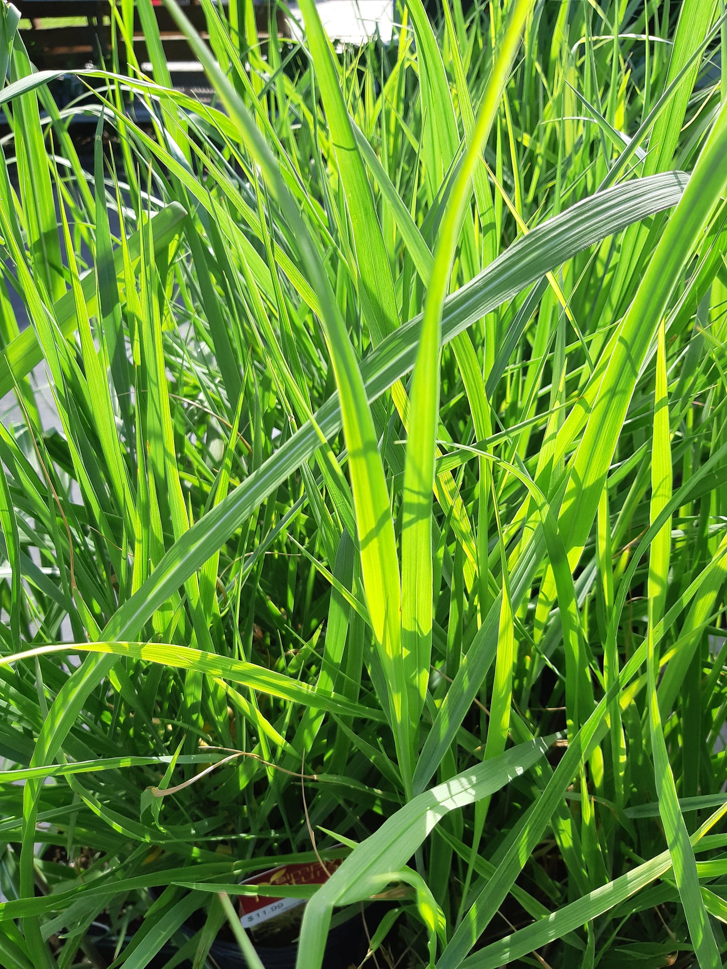 1 Gal Heavy Metal Blue Switch Grass (Panicum)