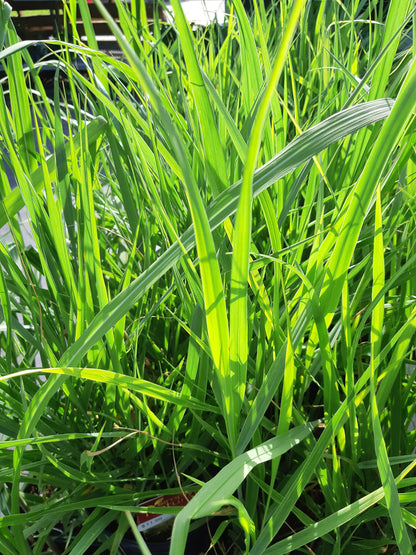 1 Gal Heavy Metal Blue Switch Grass (Panicum)