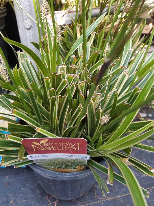 Sedge Grass  'Ice Dance' Carex