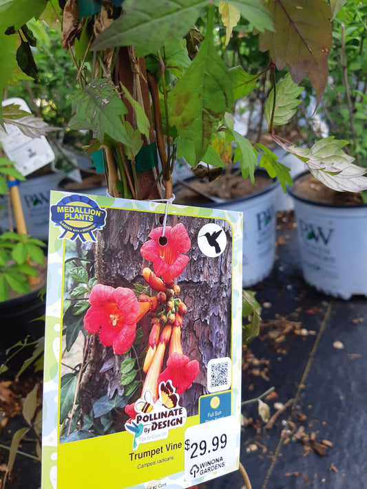 Trumpet Vine