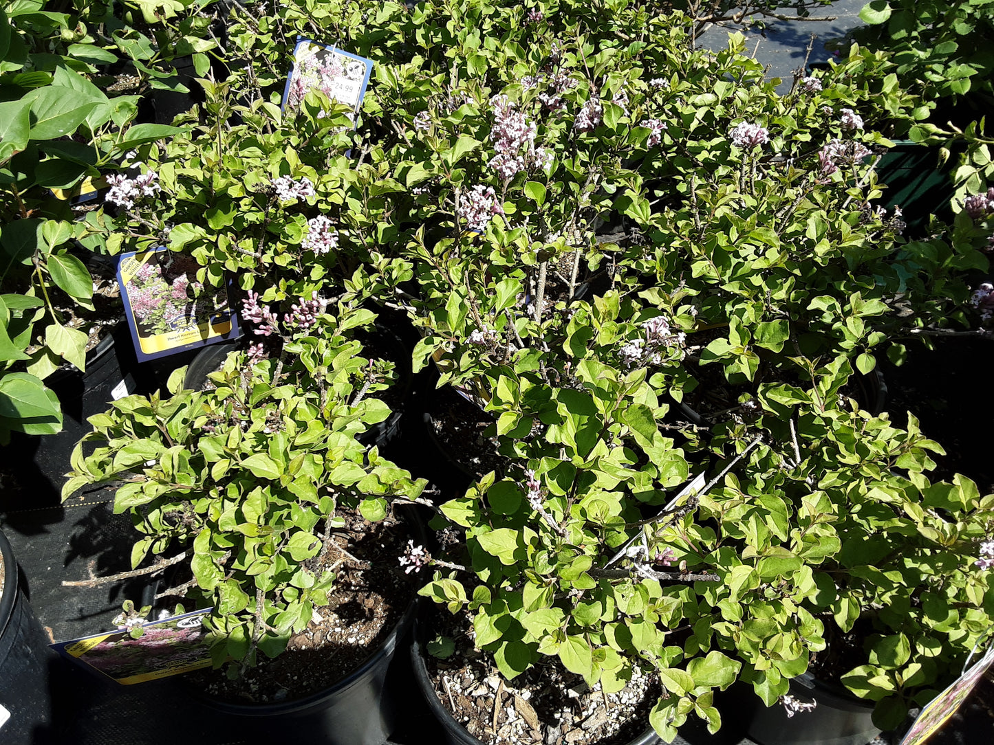 Dwarf Korean Lilac