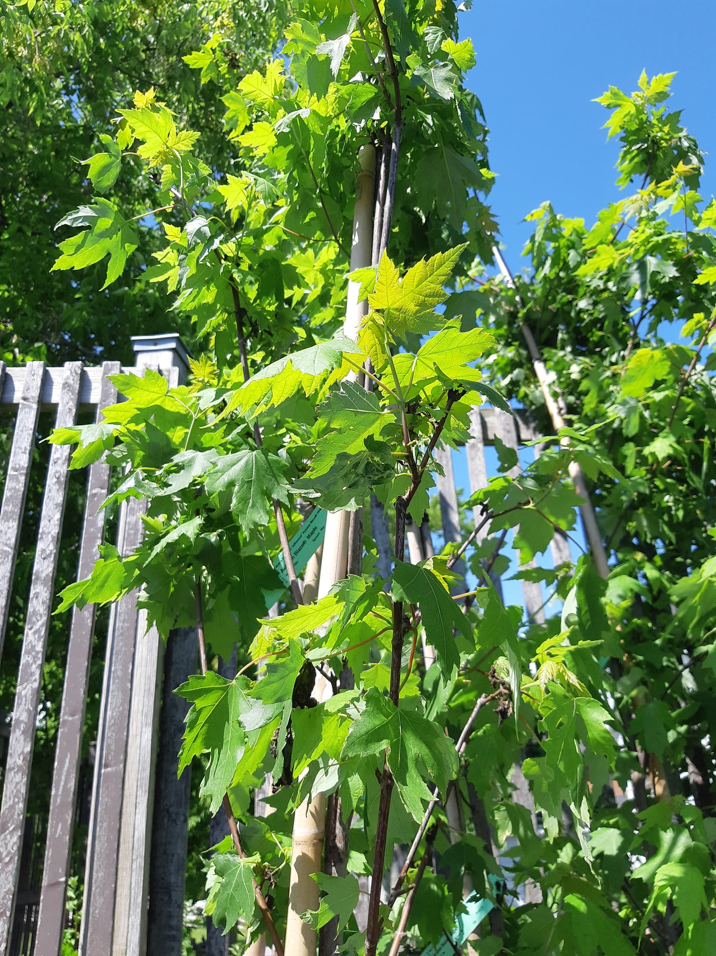 Autumn Blaze Maple Tree