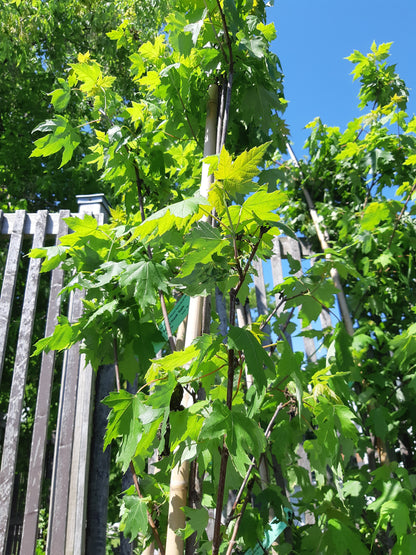 Autumn Blaze Maple Tree