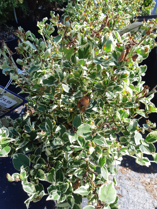 2 Gal Emerald Gaiety Euonymus