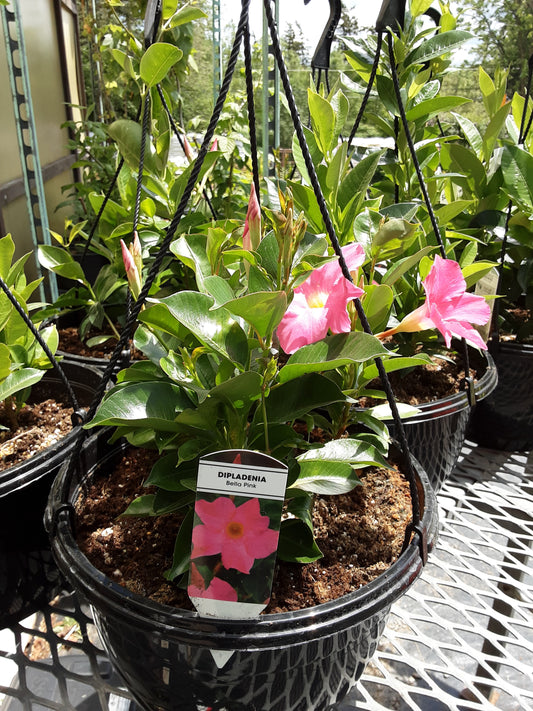 10" Dipladenia Hanging Basket