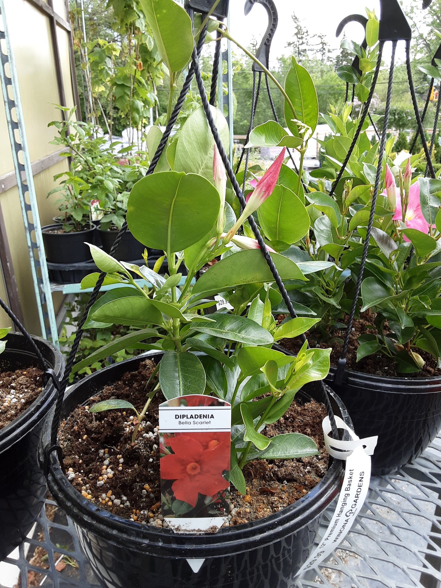 10" Dipladenia Hanging Basket