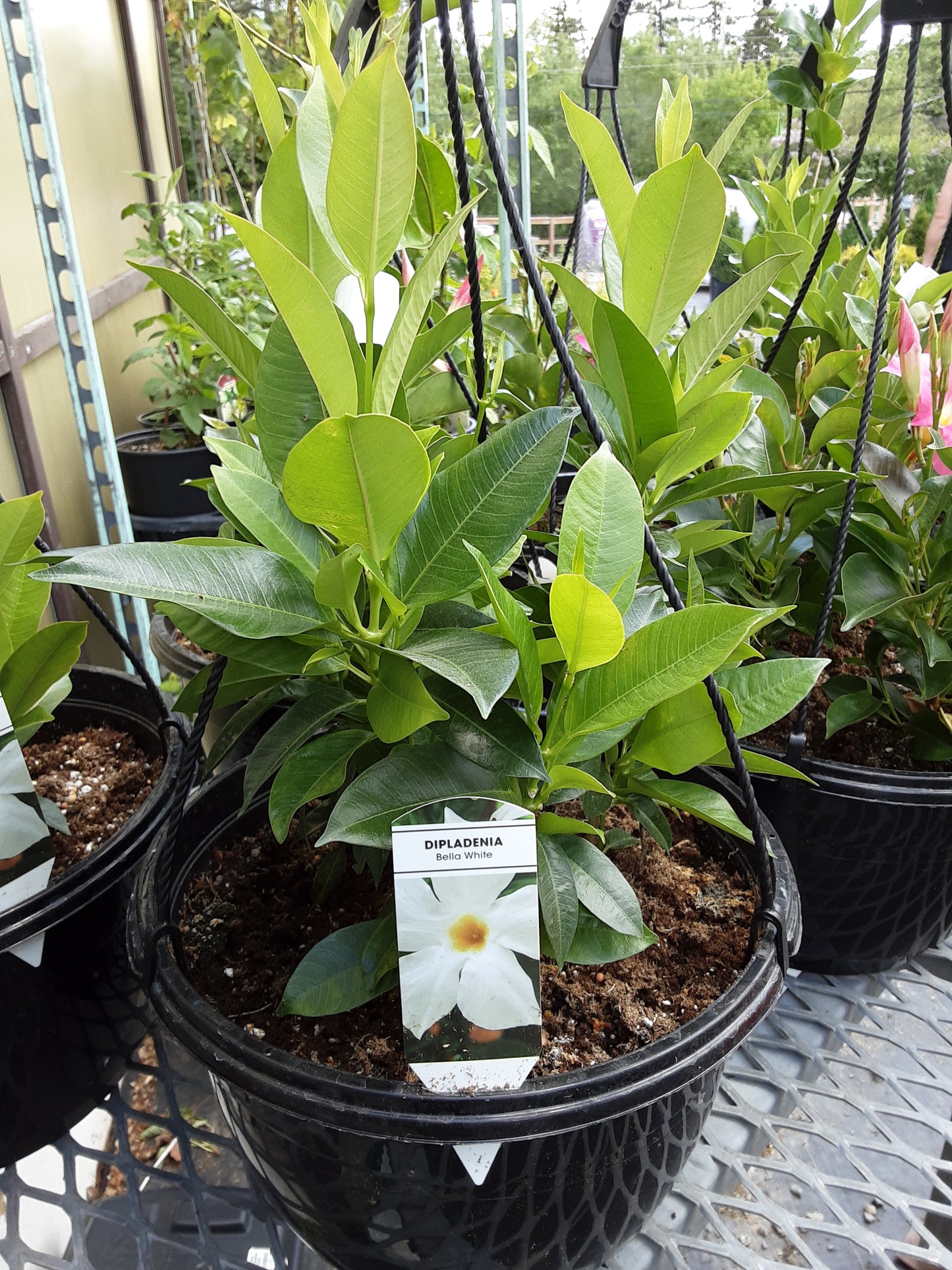 10" Dipladenia Hanging Basket