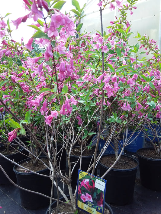 Weigela Minuet 2Gal