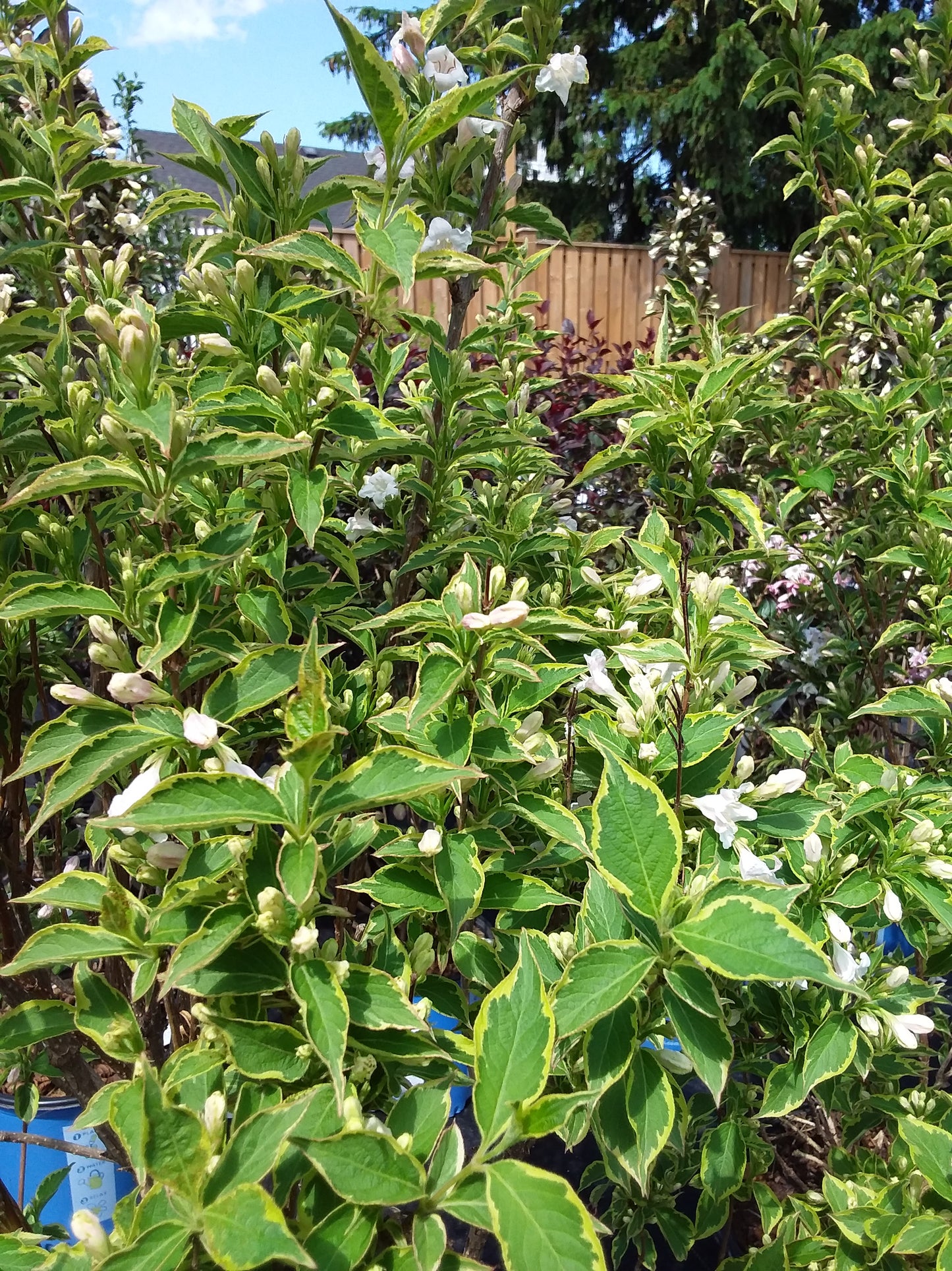 Variegated Weigela