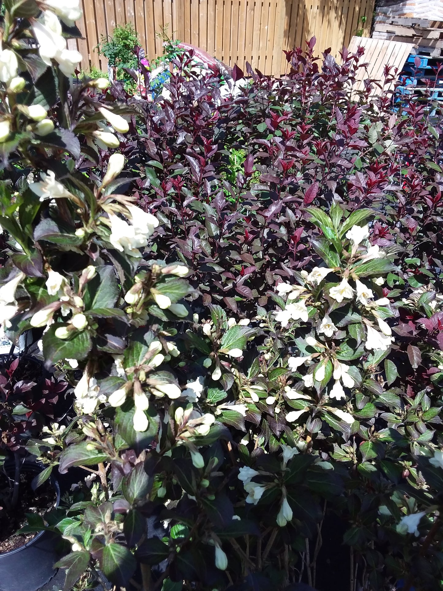 Tuxedo Weigela