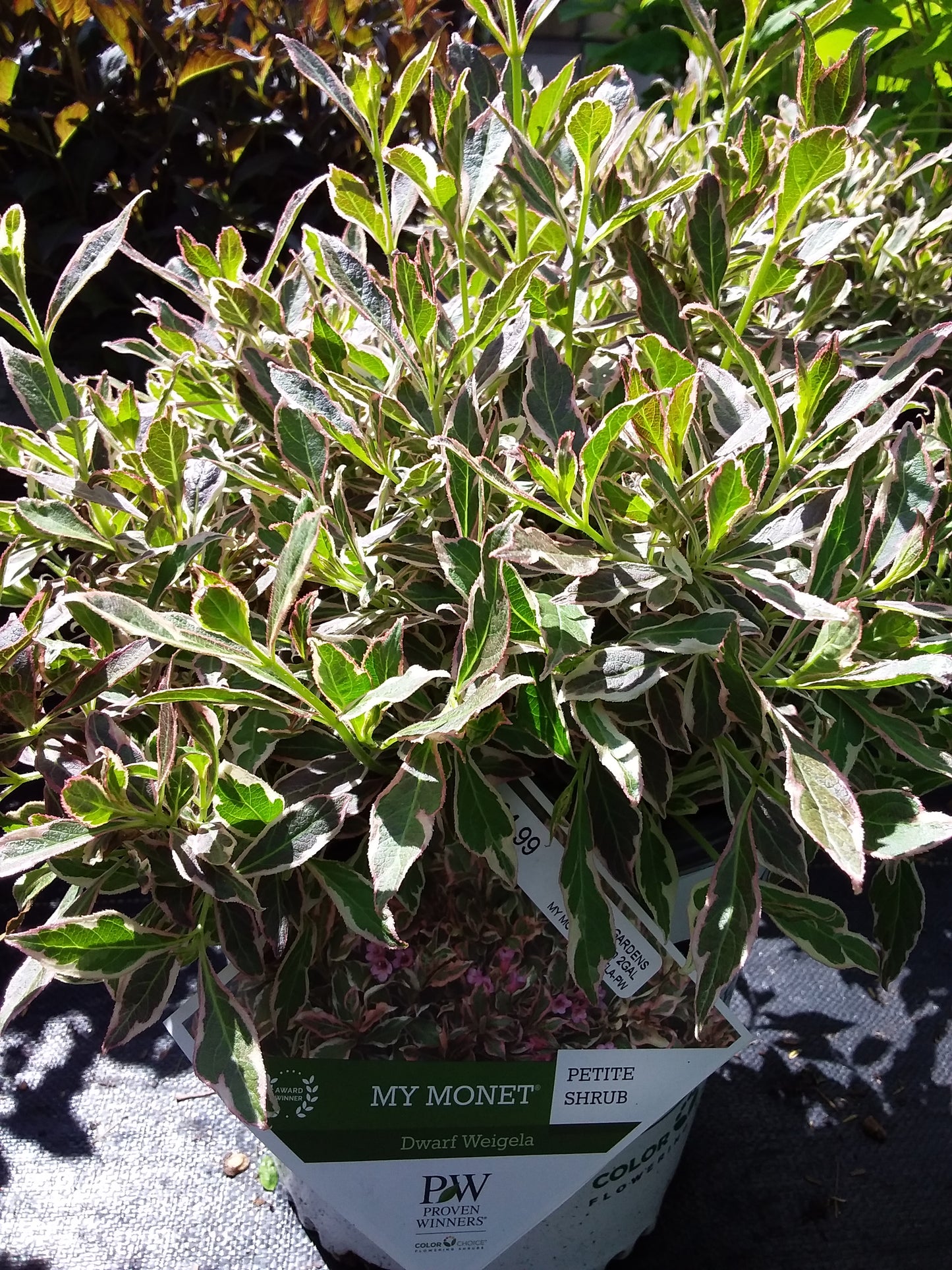My Monet Weigela