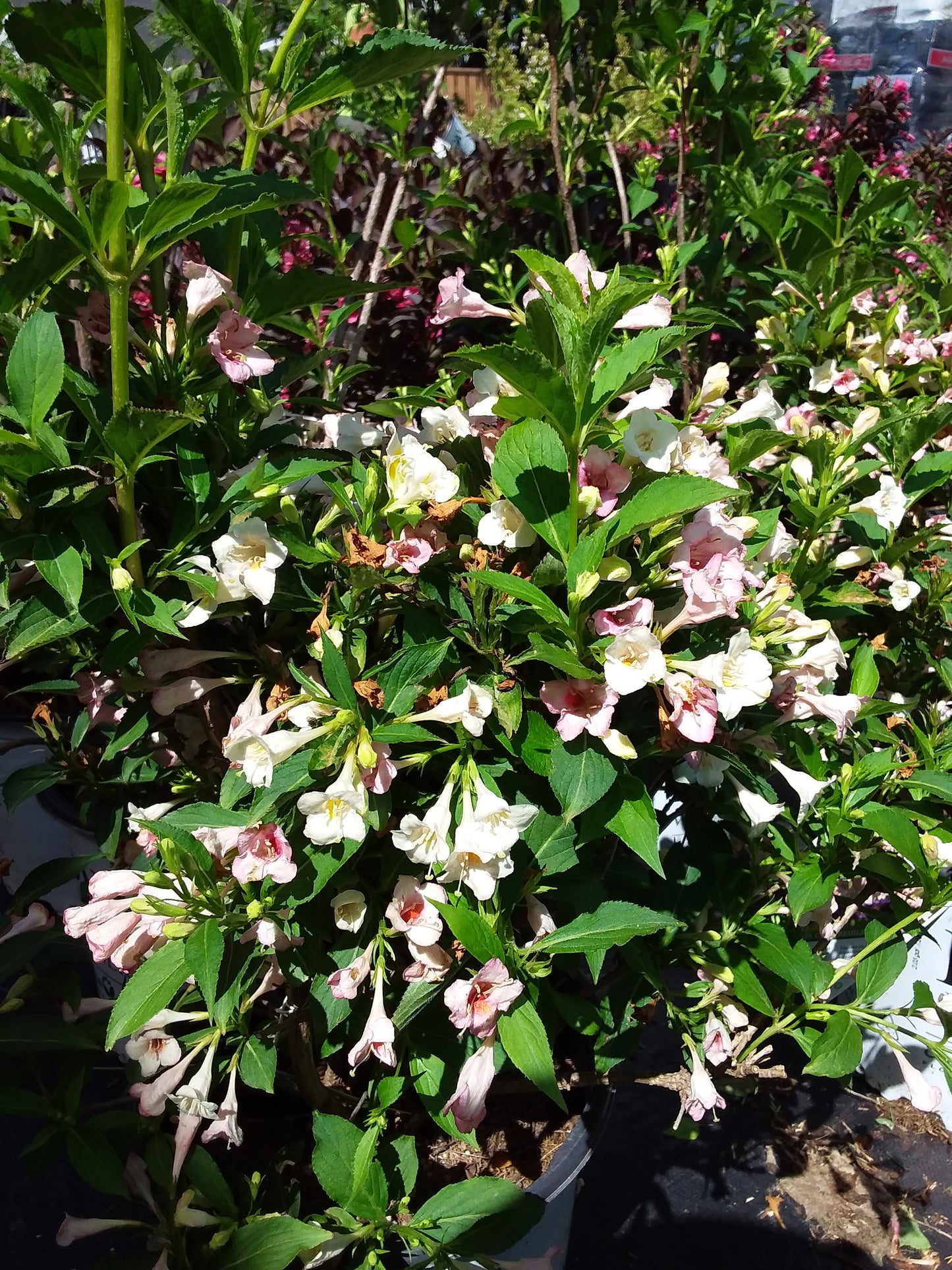 Sonic Bloom Weigela