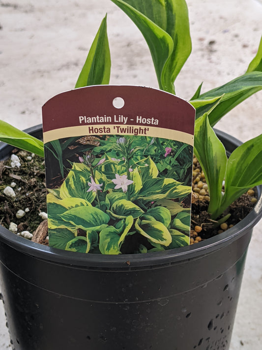 1 Gal Hosta Twilight