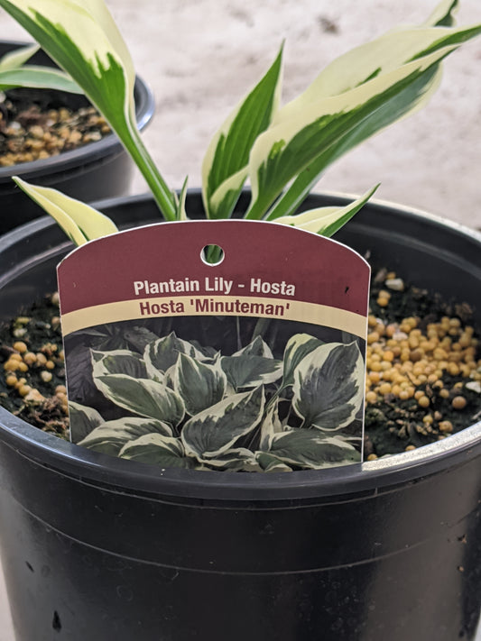 1 Gal Hosta 'Minuteman'