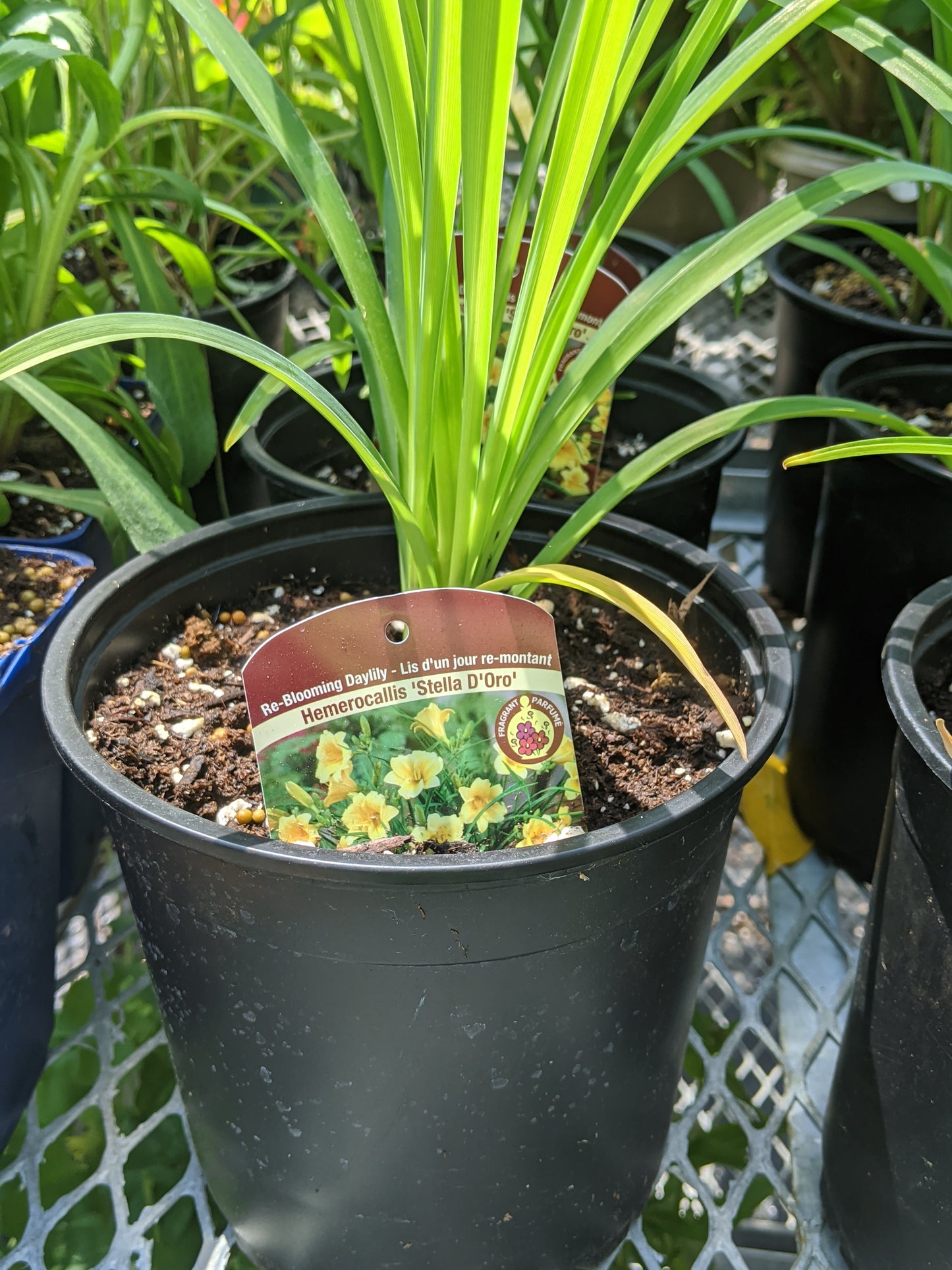 1 Gal Daylily (Hemerocallis)
