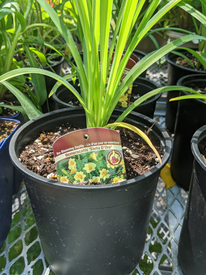 1 Gal Daylily (Hemerocallis)