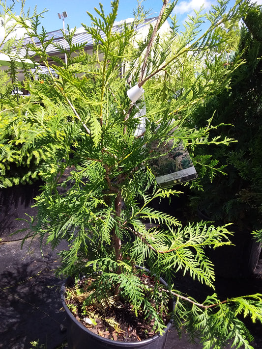 White Cedar