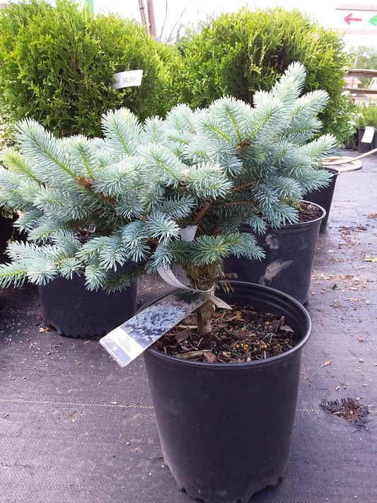 Blue Globe Spruce