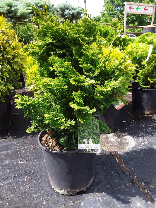 Templehof False Cypress