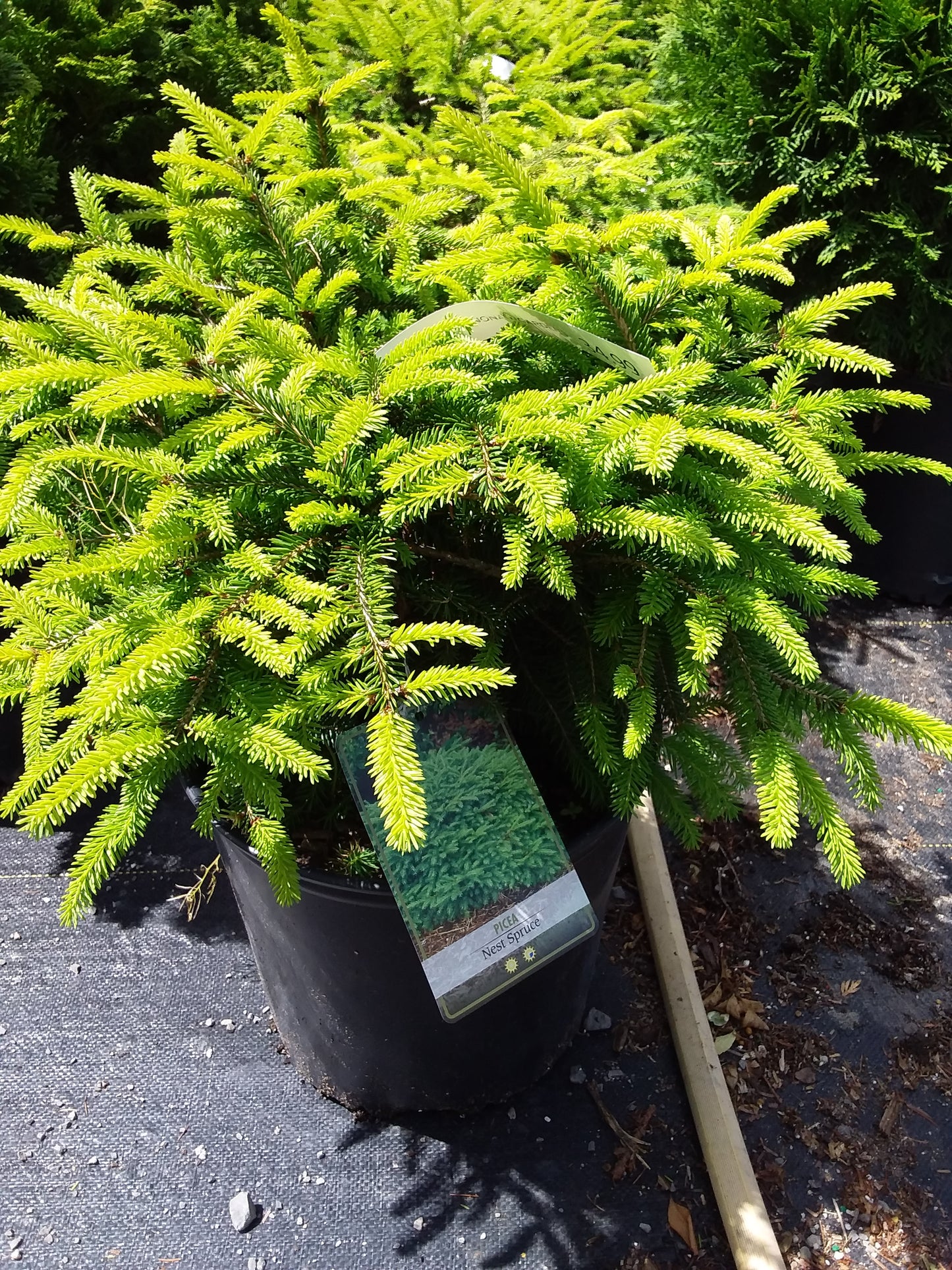 Dwarf Nest Spruce