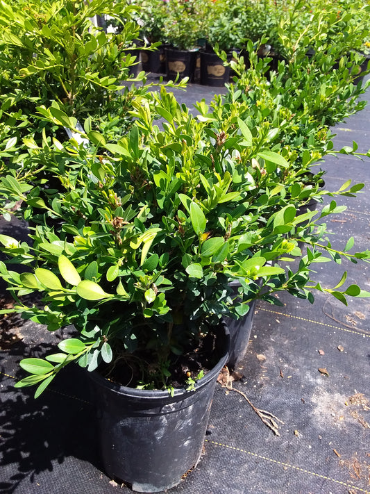 Green Mountain Boxwood