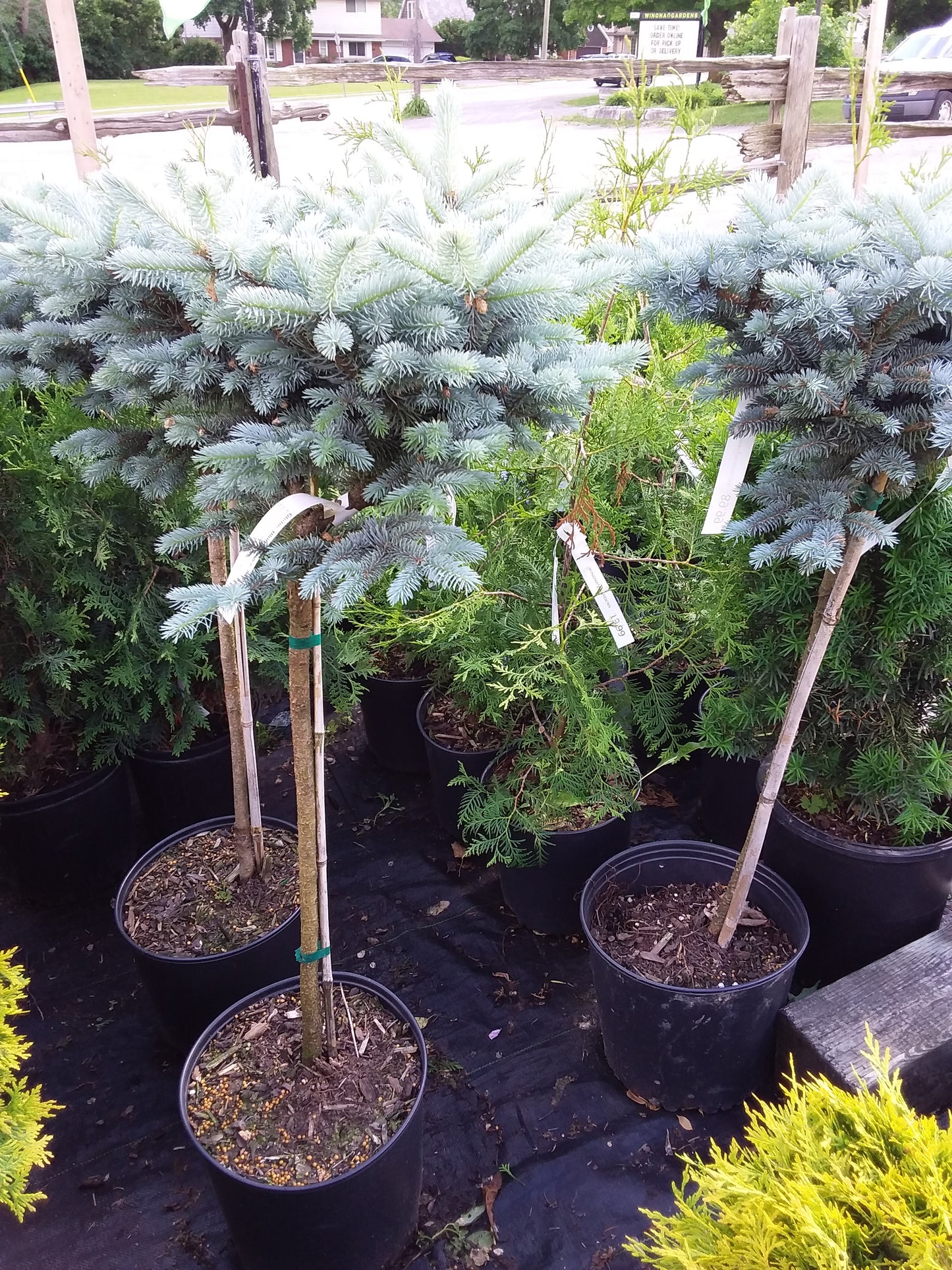 Dwarf Globe Blue Spruce Treeform