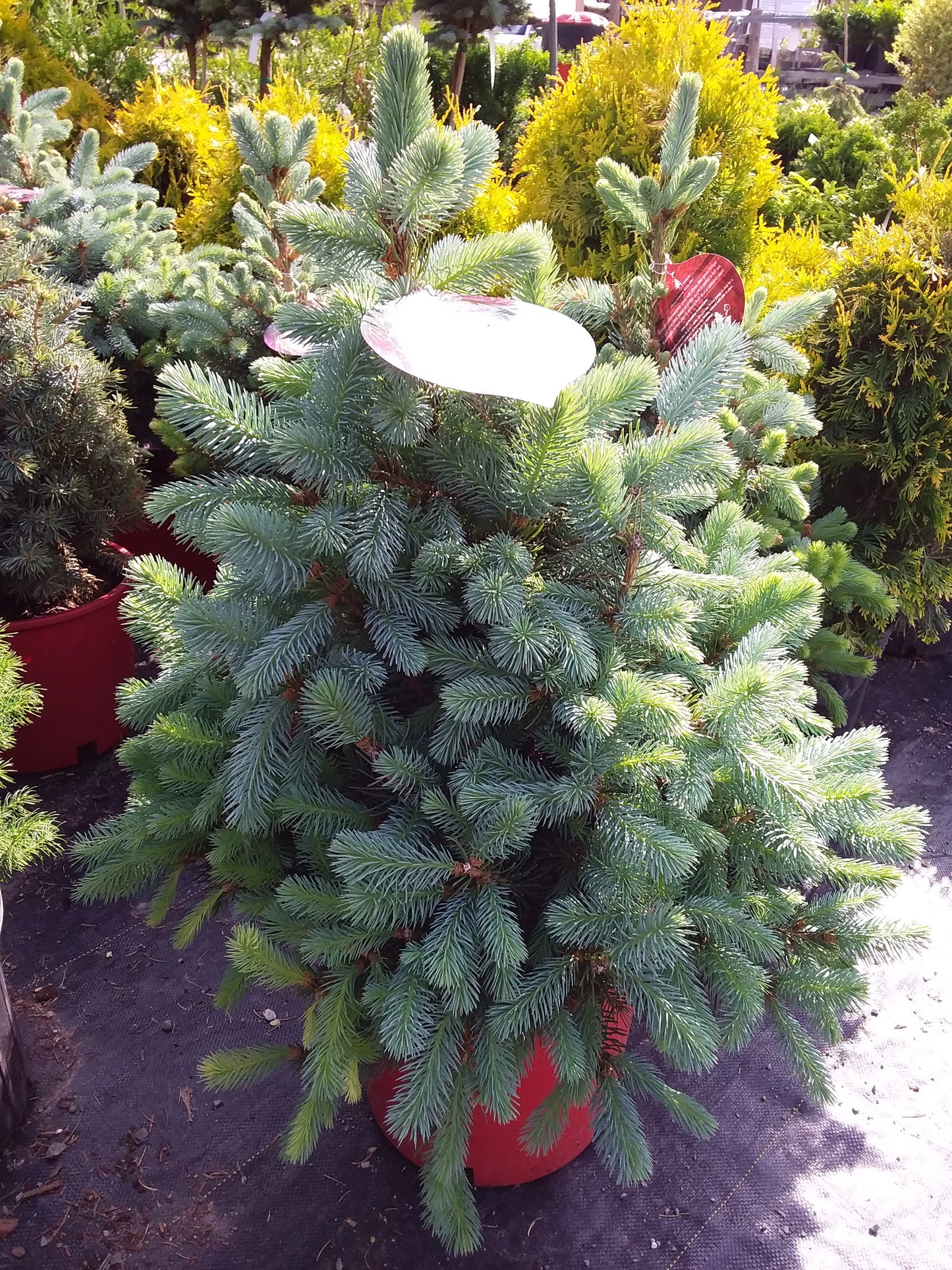 Baby Blue Spruce 5gal