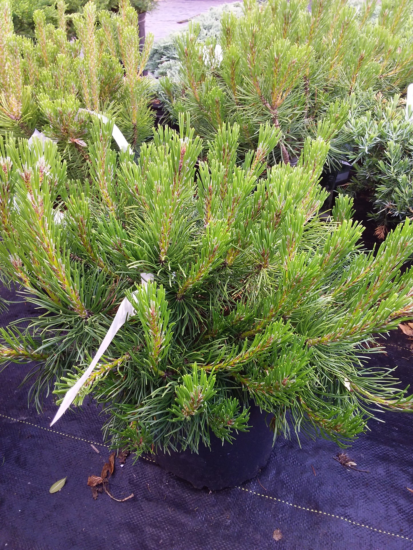 Dwarf Mugo Pine