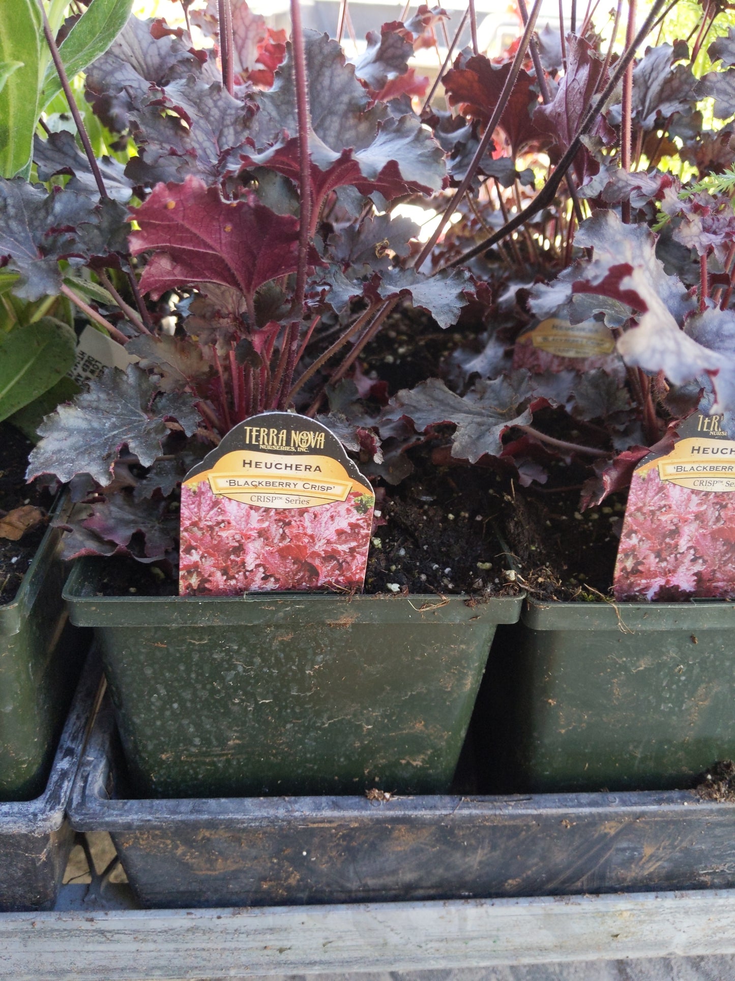 1 Gal Heuchera (Coral Bells)