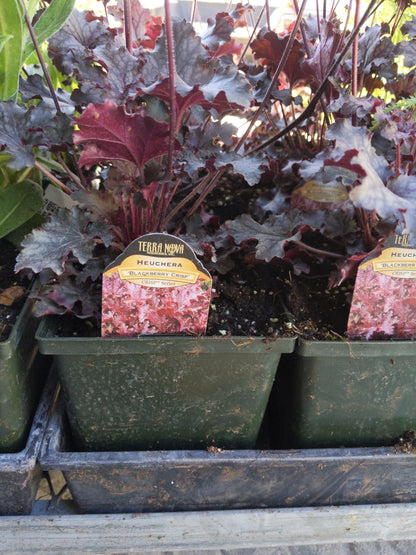 1 Gal Heuchera (Coral Bells)
