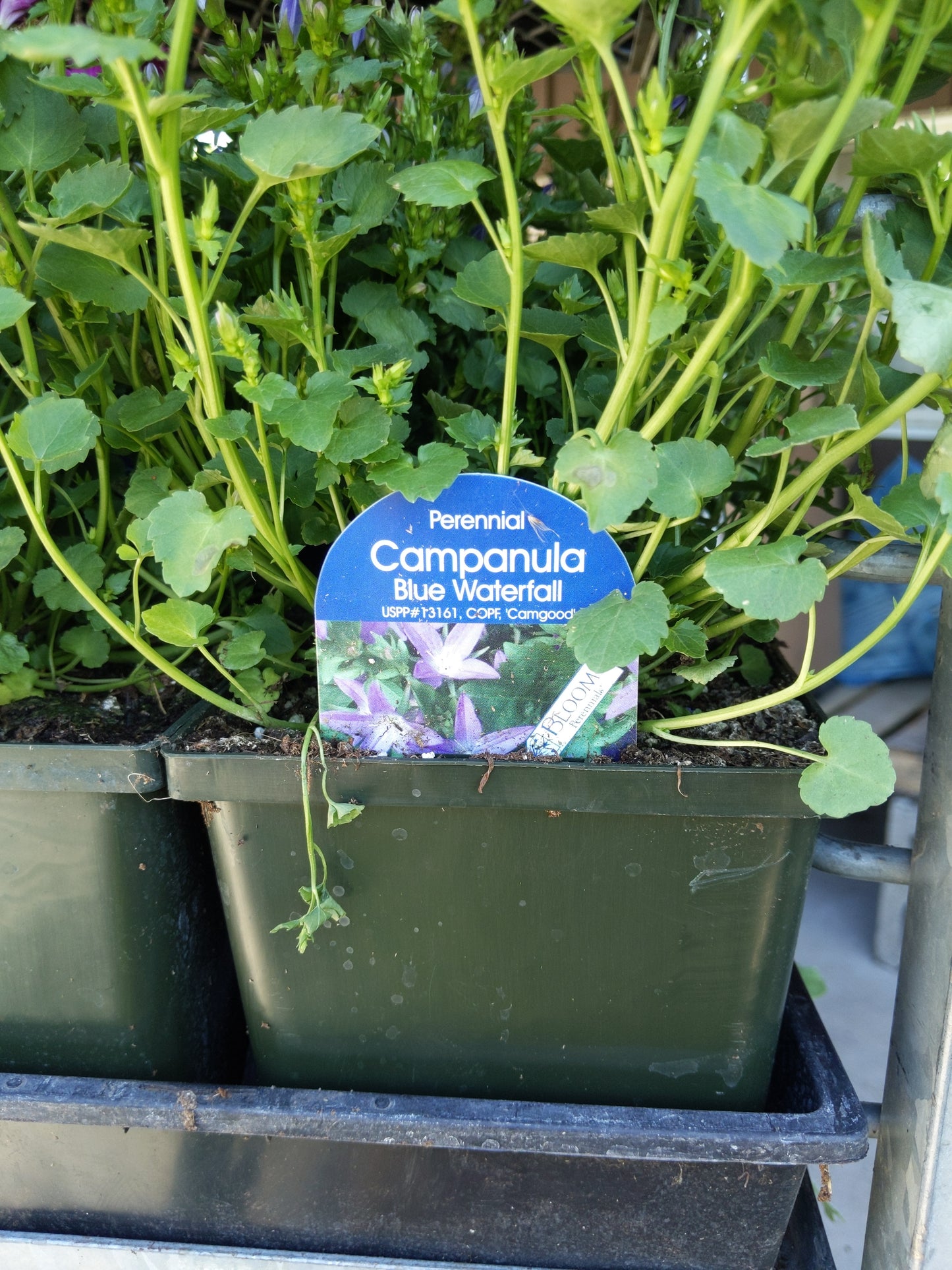 1 Gal Campanula