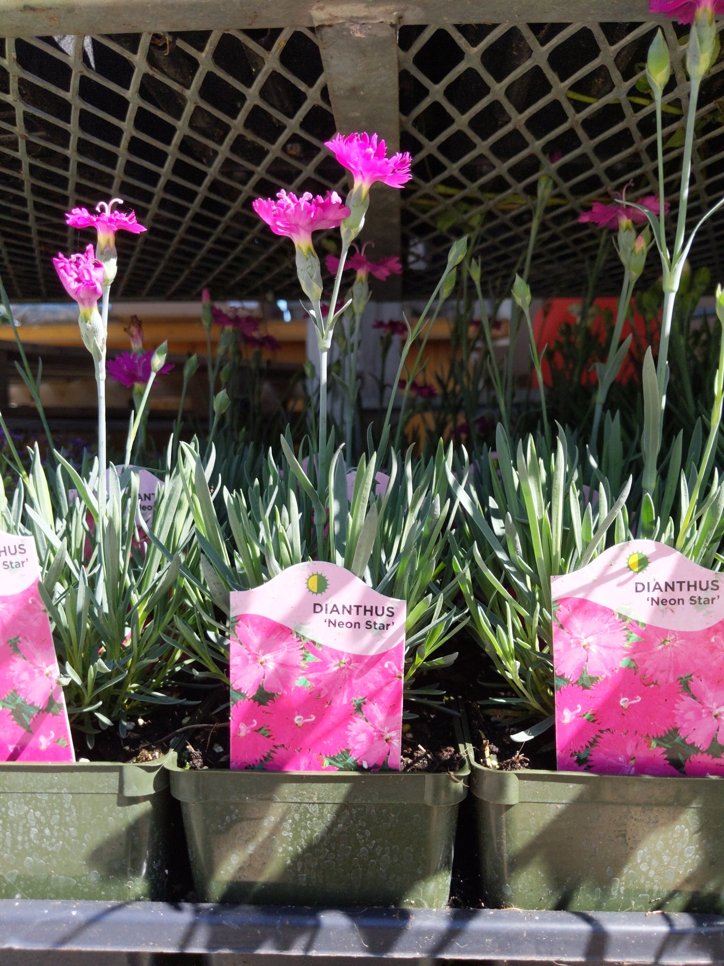 4" Dianthus