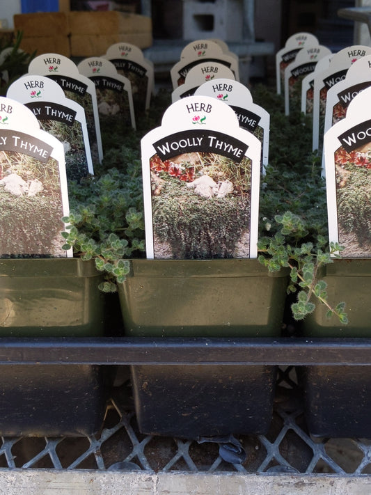 4" Thyme (Perennial)