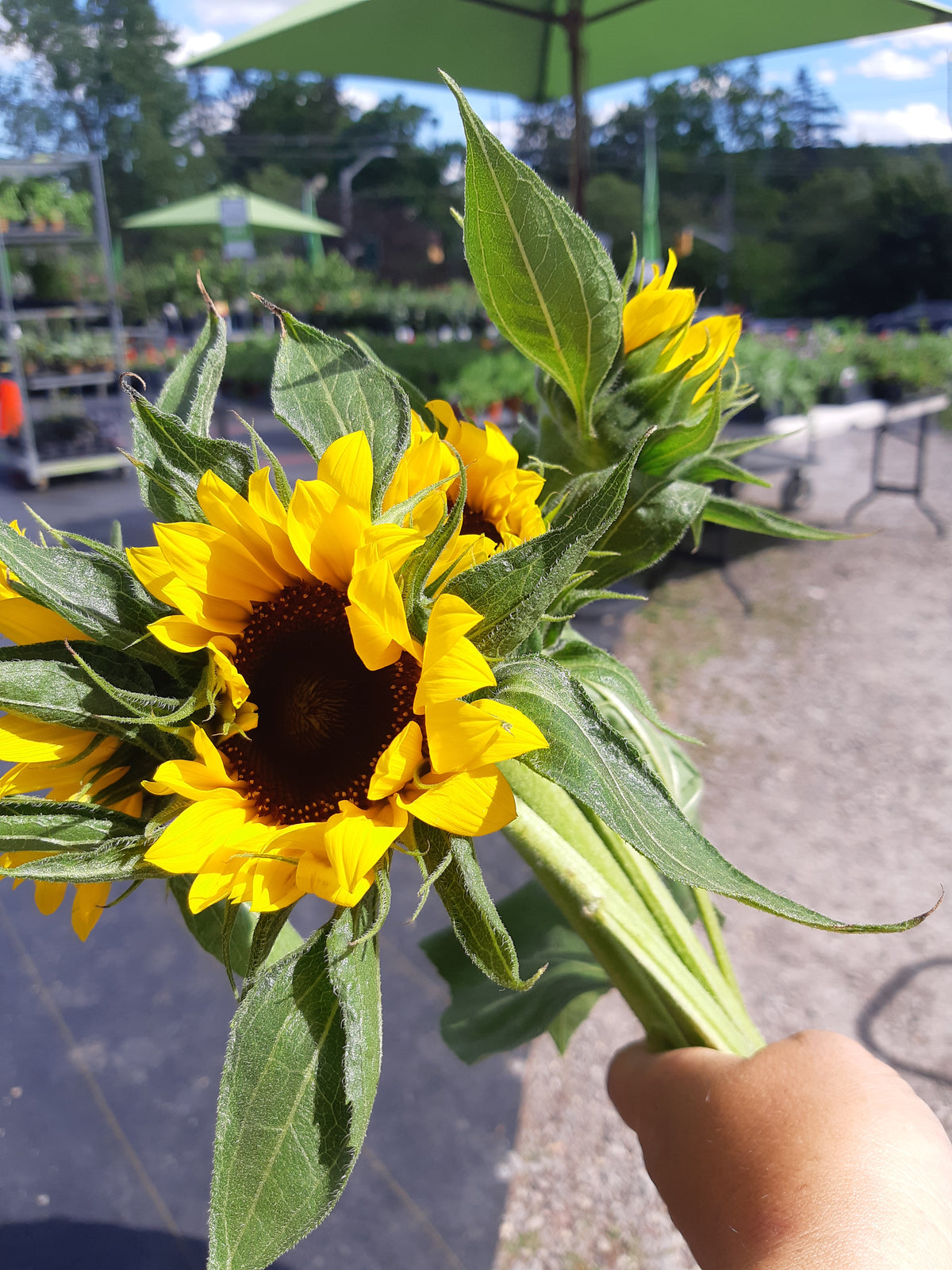 Cut Sunflowers