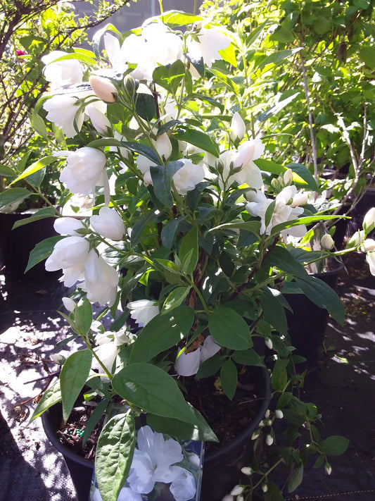 Mockorange 'Snowbelle' 2gal