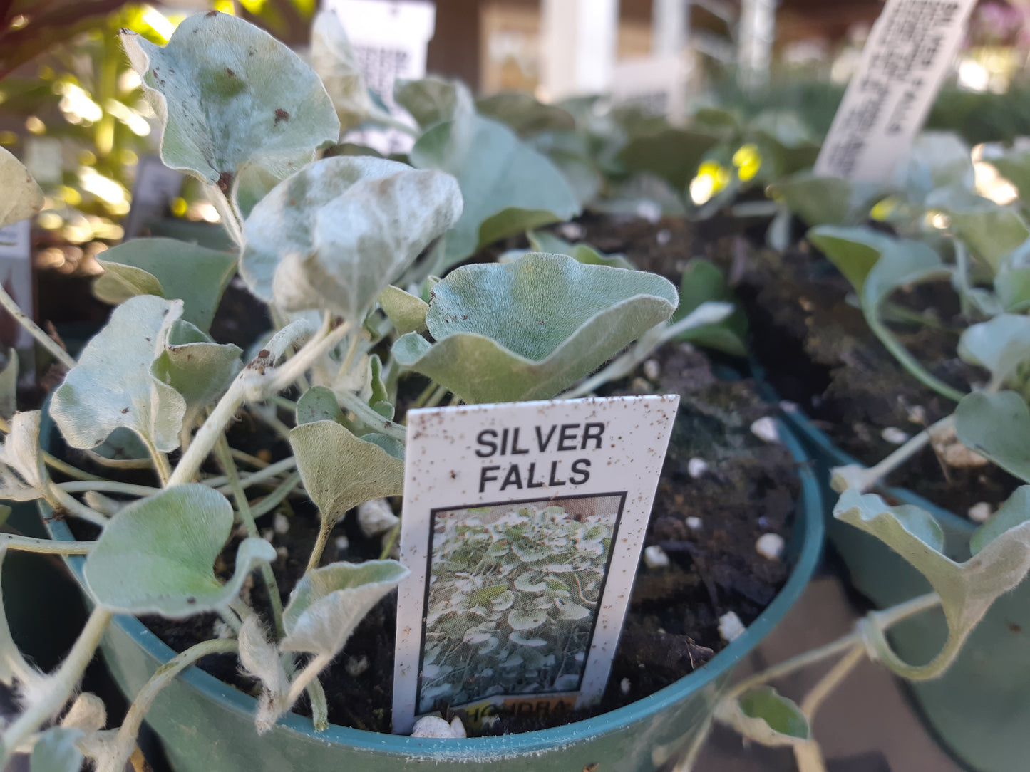 4" Dichondra 'Silver Falls'