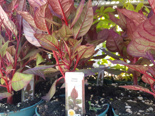 4" Celosia
