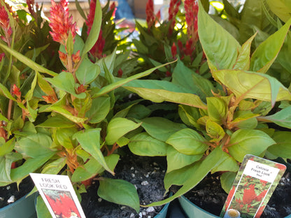 4" Celosia