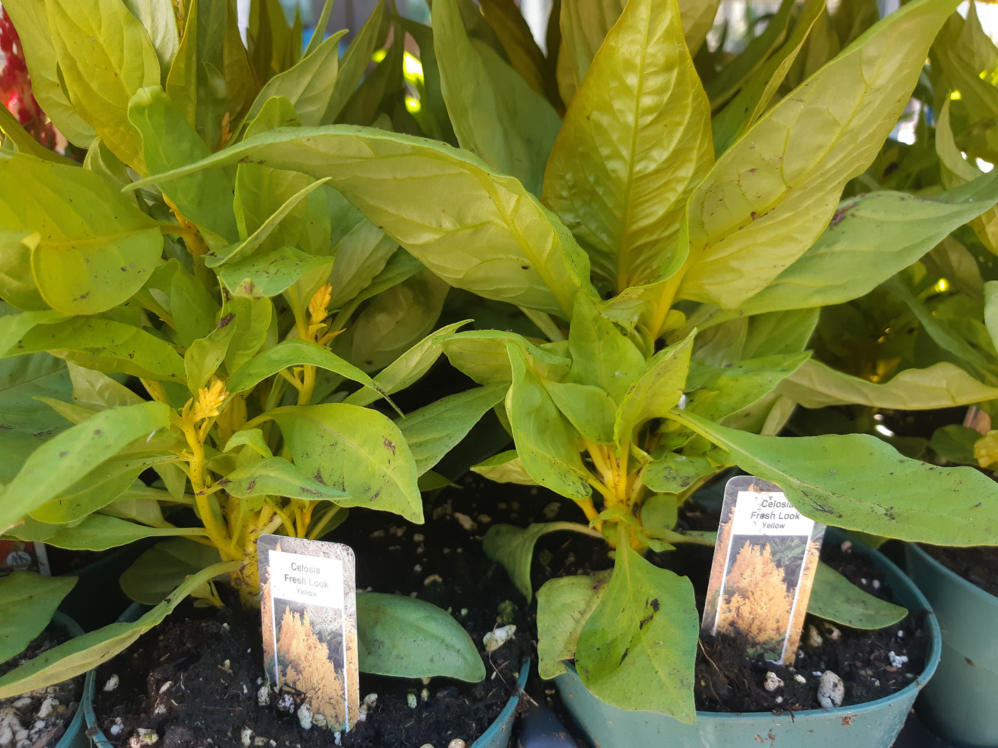 4" Celosia