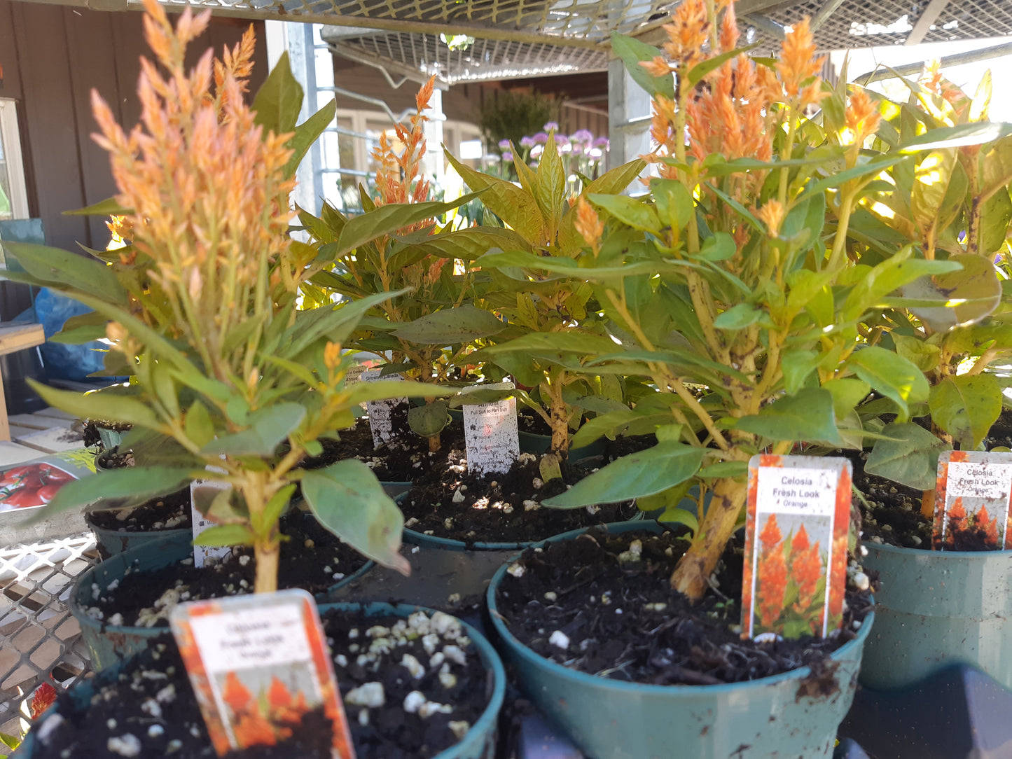 4" Celosia