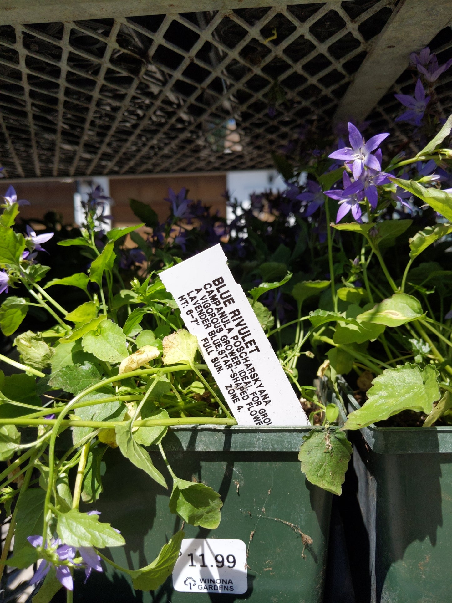 1 Gal Campanula