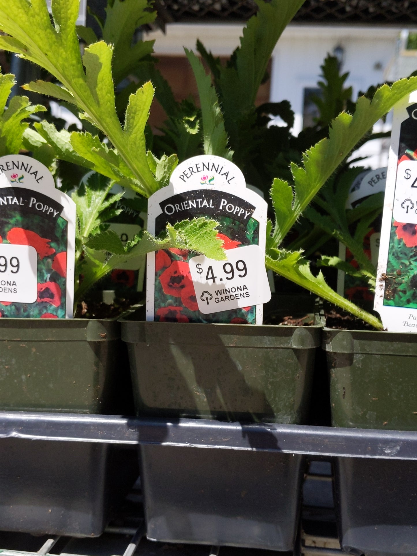 4" Oriental Poppy "Papaver"