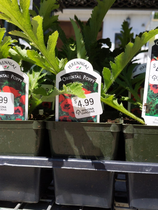 4" Oriental Poppy "Papaver"