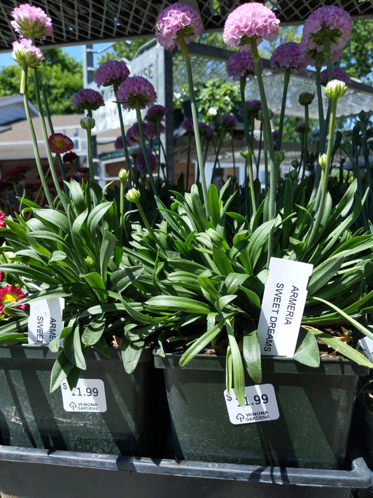 1 Gal Thrift "Armeria"