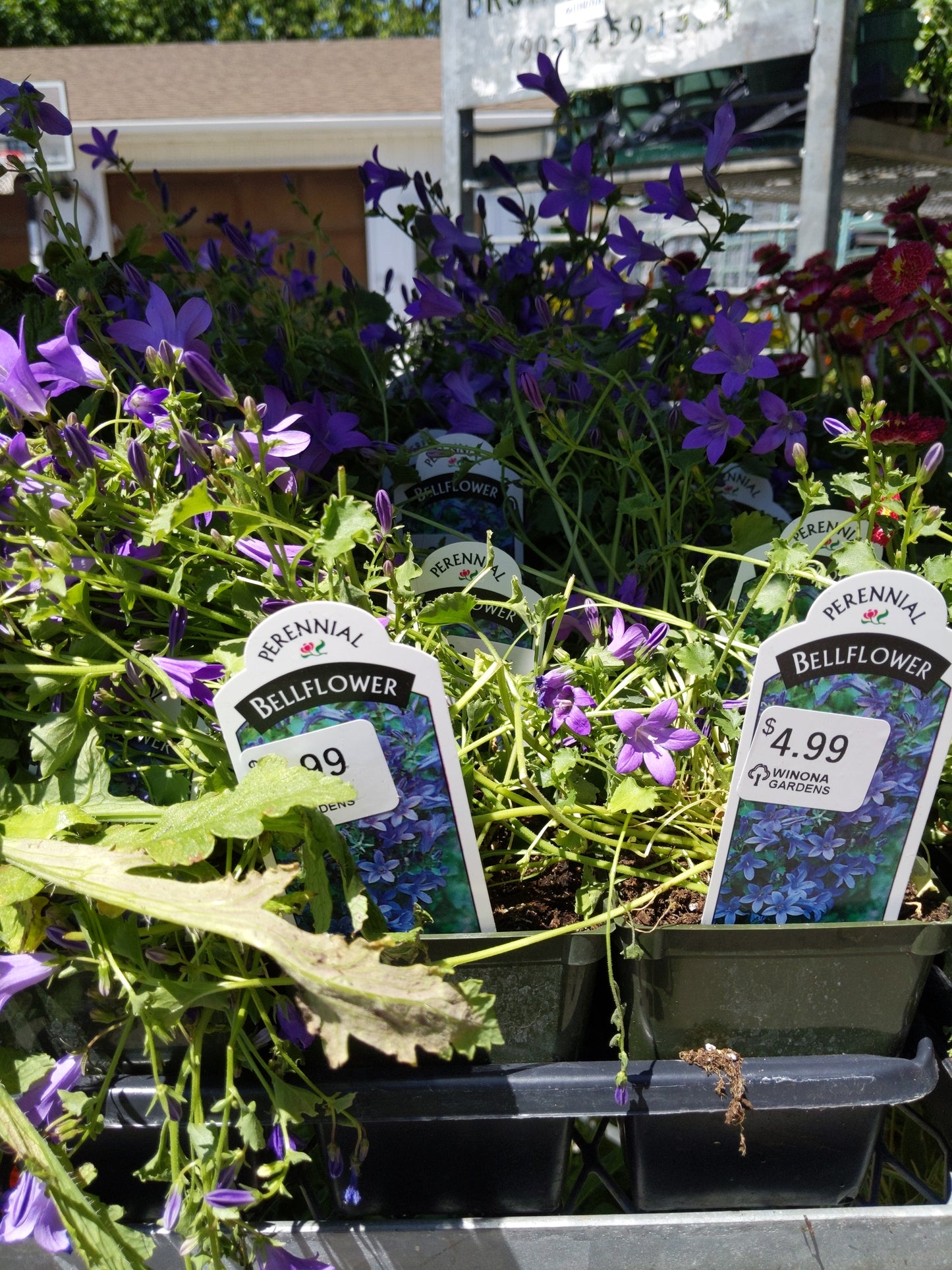 4" Bellflower 'Campanula'