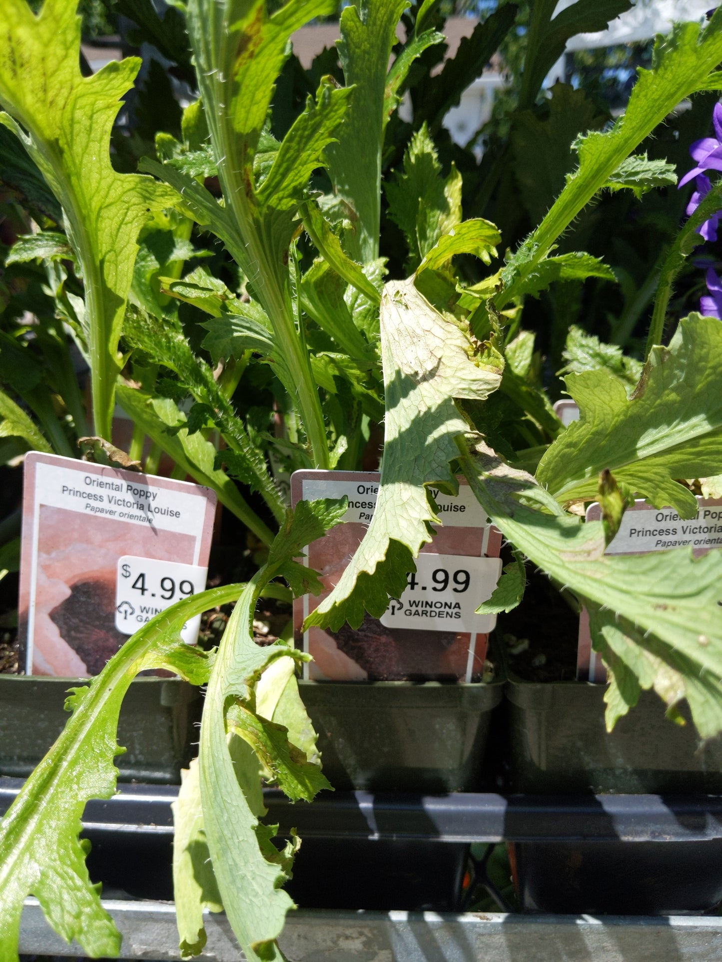 4" Oriental Poppy "Papaver"