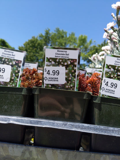 4" Sedum (Stonecrop)
