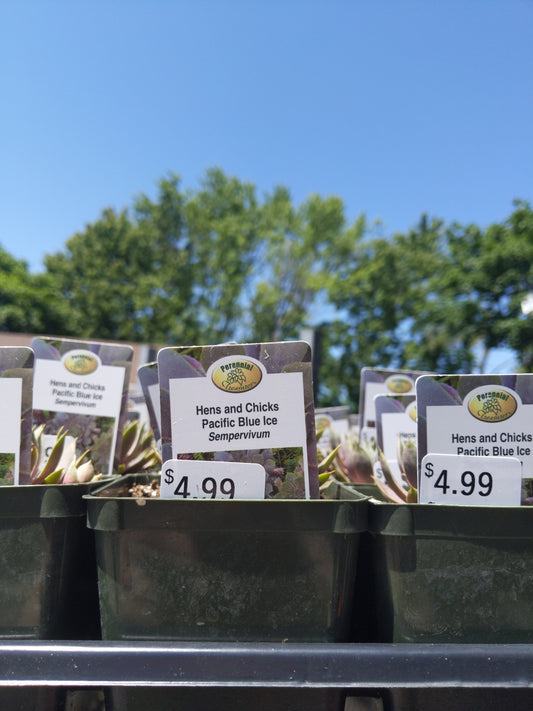 4" Hens and Chicks (Sempervivum)
